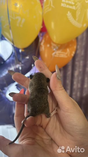 Крысята дамбо кудряшки