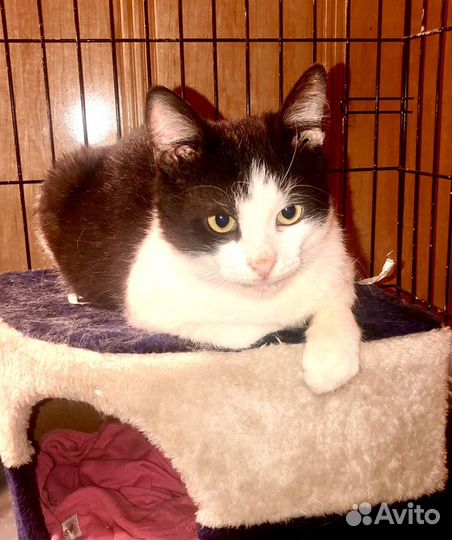 Котенок малыш на счастье