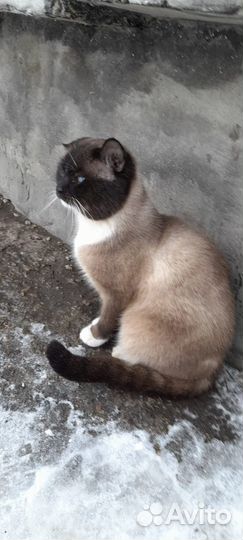 Сиамский кот в добрые руки