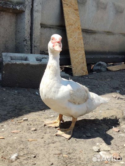 Мускусные утки семья