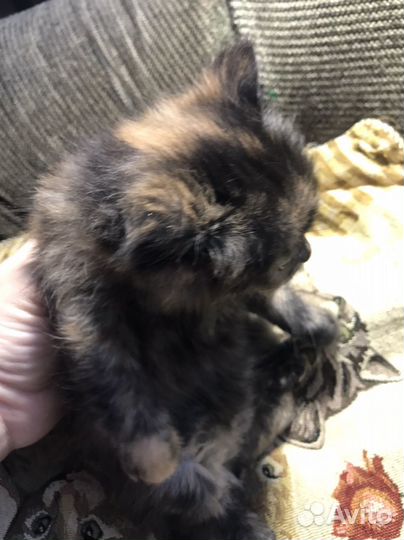 Кошка в дар