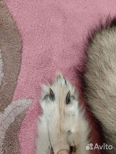 Шкурка волка