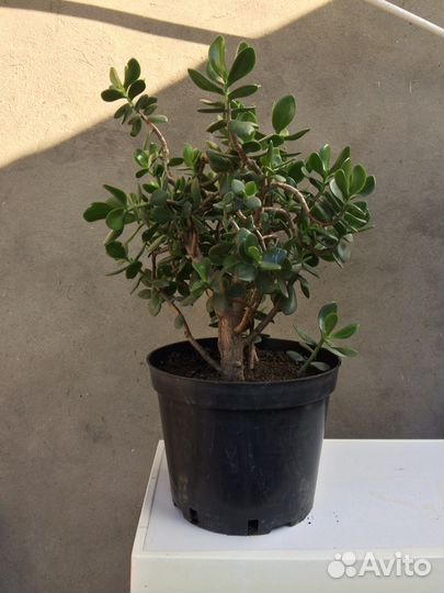 Денежное дерево