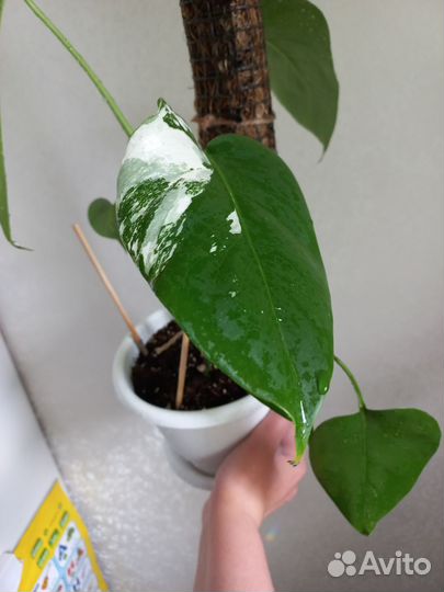 Монстера альба и обычная монстера