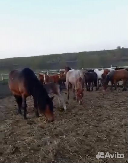 Кобылы с жеребятами