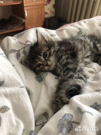 Отдам котенка