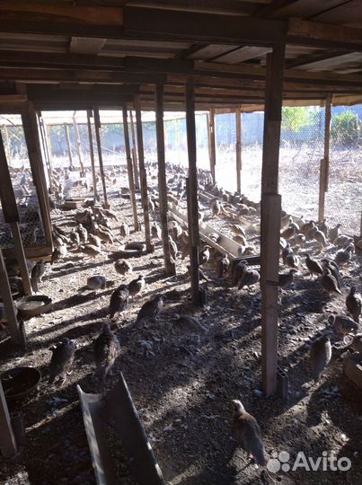 Кеклики, горная куропатка