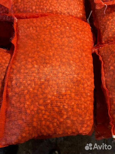 Лук севок оптом