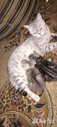 Шотландские котята, приучены к лотку, кушают сами