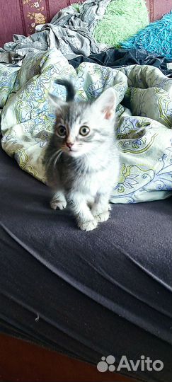 Котенок девочка в добрые руки
