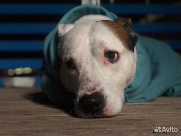 Собака в добрые руки