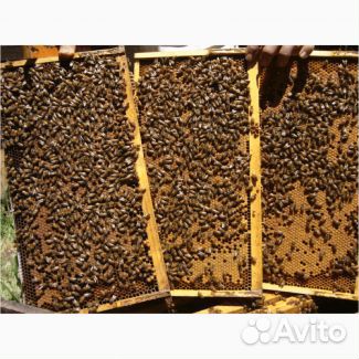 Пчелопакеты