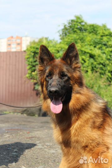 Немецкая овчарка