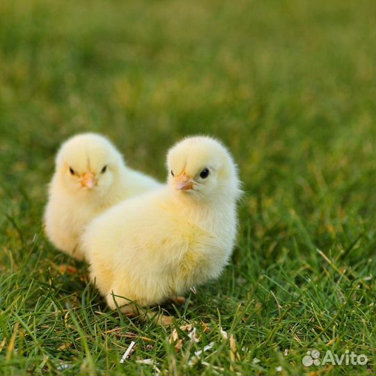 Обменяю цыплят на зерно