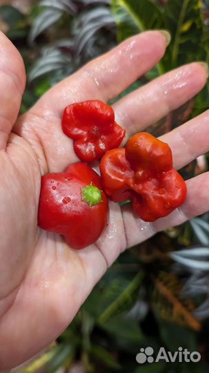 Домашний перец 