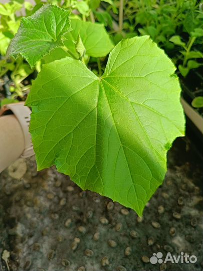 Рассада овощей