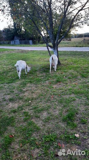 Козел и козы