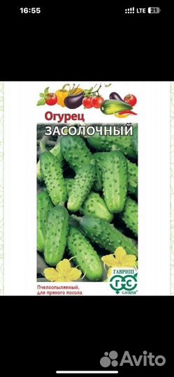 Рассада огурцов