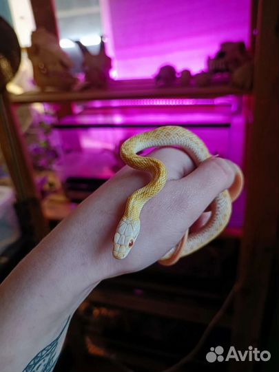 Змея, островной полоз альбинос