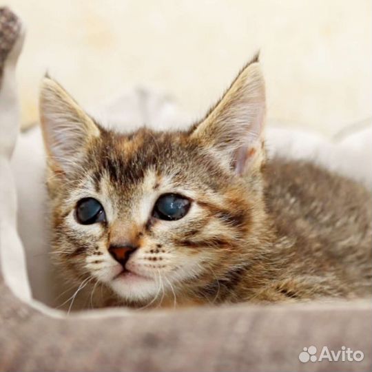 Котята и котики, слепые, особенные, инвалиды