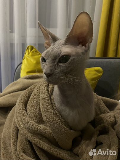 Донской сфинкс