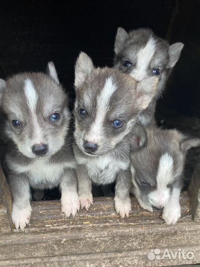 Щенки от Хаски