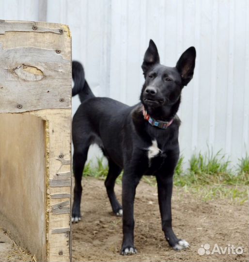 Собаки в добрые руки