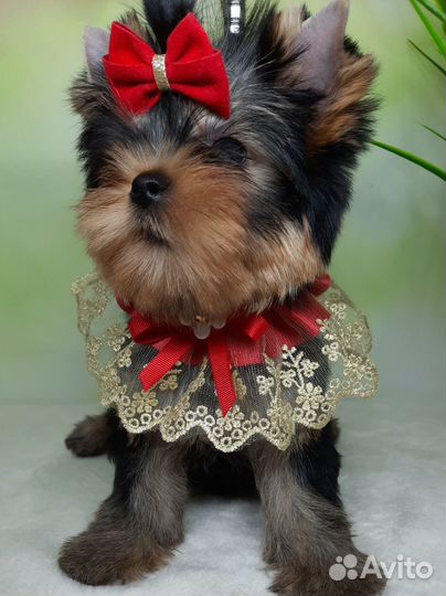 Йоркширский терьер щенки