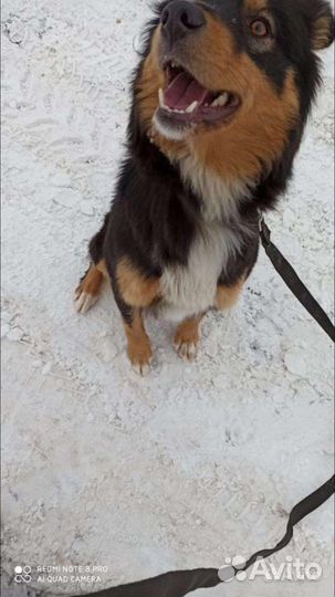 Услуги кинолога