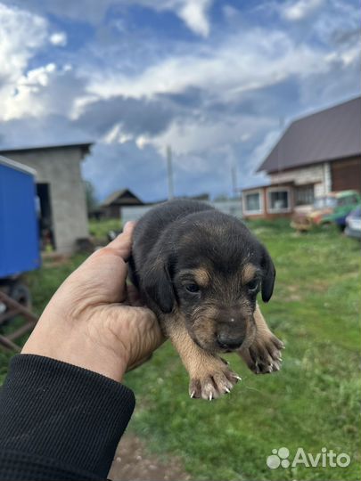 Щенки русской гончей