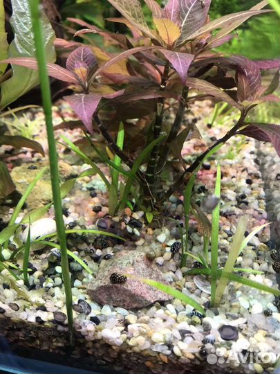 Аквариумная улитка теодоксус