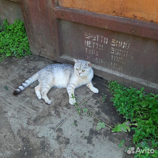 Британский котёнок