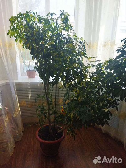 Комнатные цветы шефлера