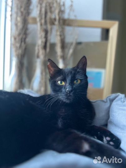 Отдается кошка