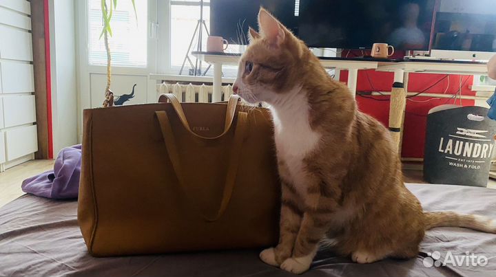 Британская