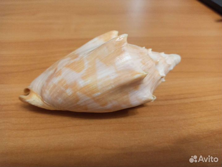 Морская раковина