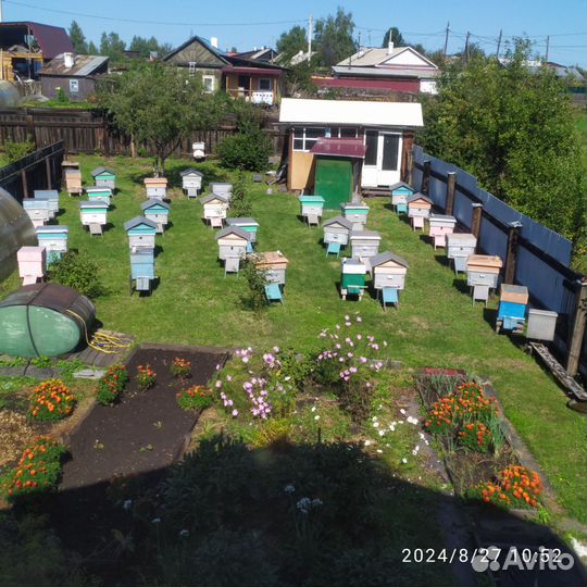 Продам пчелосемьи