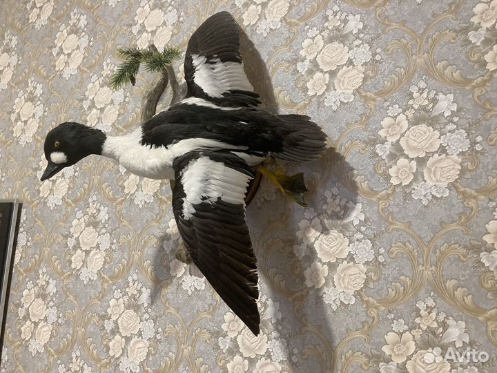 Чучело утки