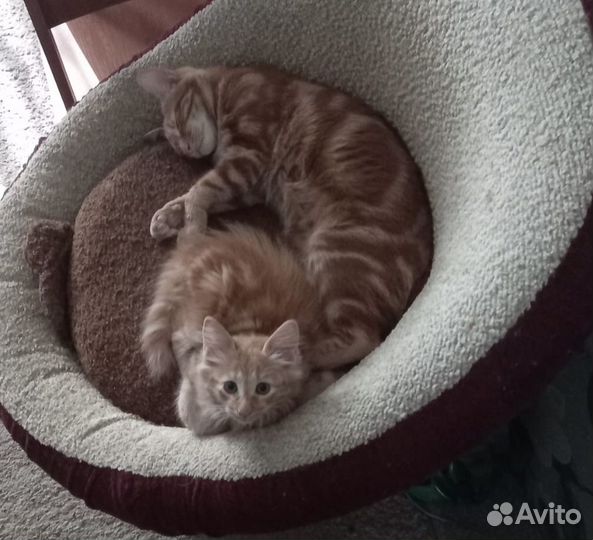 Курильский бобтейл