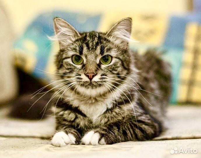 Муся пушистая сибирячка в дар заботливым хозяевам