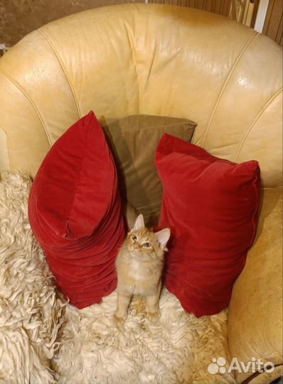 Котята в добрые руки мальчики рыжие