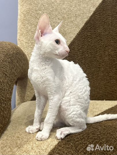 Клубные котята