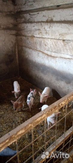 Поросята