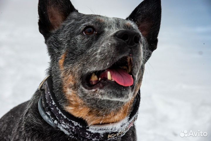 Австралийская пастушья собака Кобель для вязки