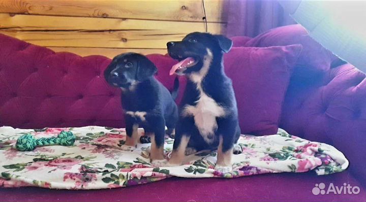 Собака в добрые руки отдам бесплатно