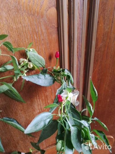 Перец острый домашний, на подоконник