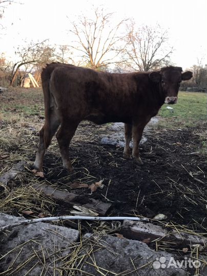 Бычки и телки