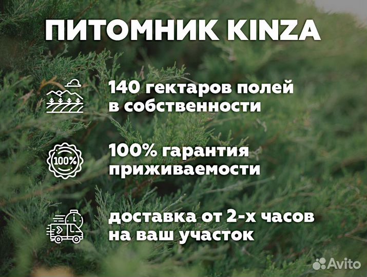 Туя 280 см