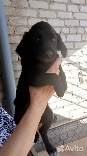 Щенок девочка
