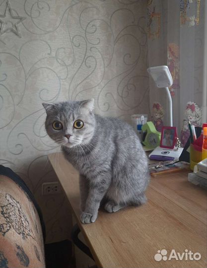 Британская кошка в дар